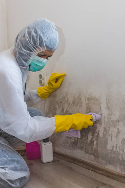 Best Mold Remediation for Healthcare Facilities  in Logansport, IN