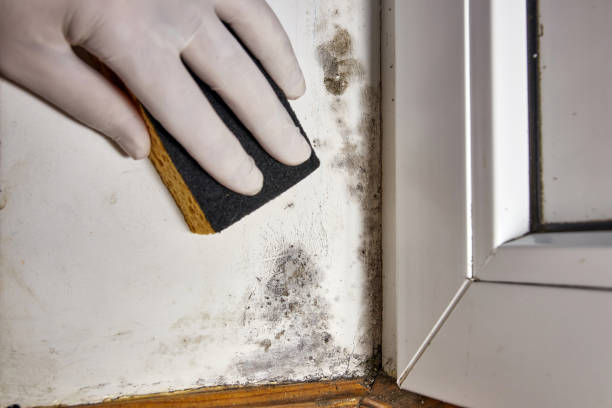 Best Attic Mold Removal  in Logansport, IN